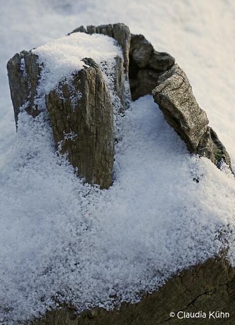 Ein Baumstammdetail sieht aus als wollte er sagen "Das ist mein Schnee" ;-)