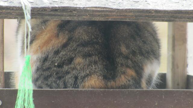 Nachbars Katze im Futterhaus! Am 20.03.2013