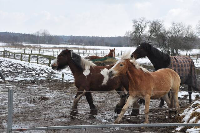 Im Detail - Weferlingsen im Burgdorfer Land © OKOK TELEVISION