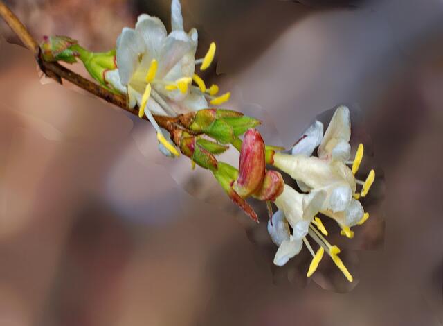 Ein Frühlingsbote im Kurpark, Makro