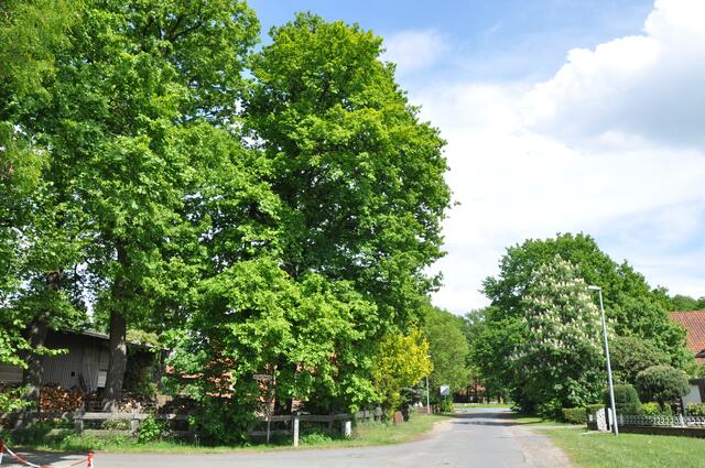 Im Detail - Negenborn im Burgdorfer Land © OKOK TELEVISION