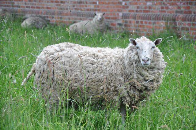 Im Detail - Negenborn im Burgdorfer Land © OKOK TELEVISION