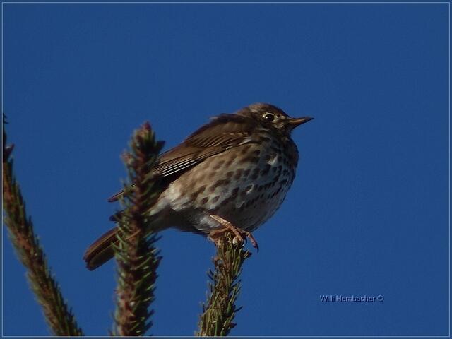 in der Morgensonne