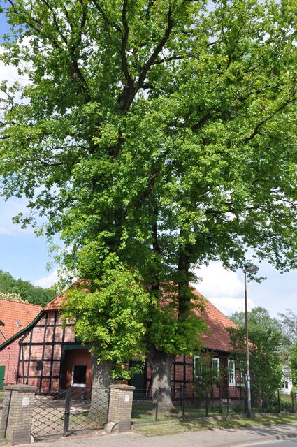 Im Detail - Negenborn im Burgdorfer Land © OKOK TELEVISION