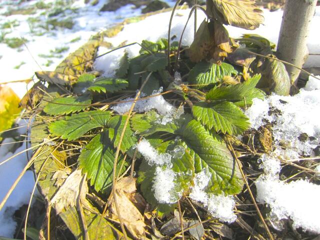 Erdbeerpflanze im Kübel der Zwergweide