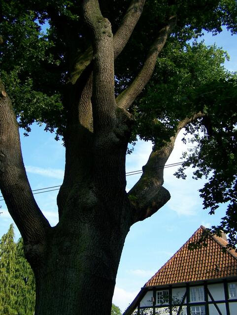 Im Detail - Wennebostel im Burgdorfer Land © OKOK TELEVISION