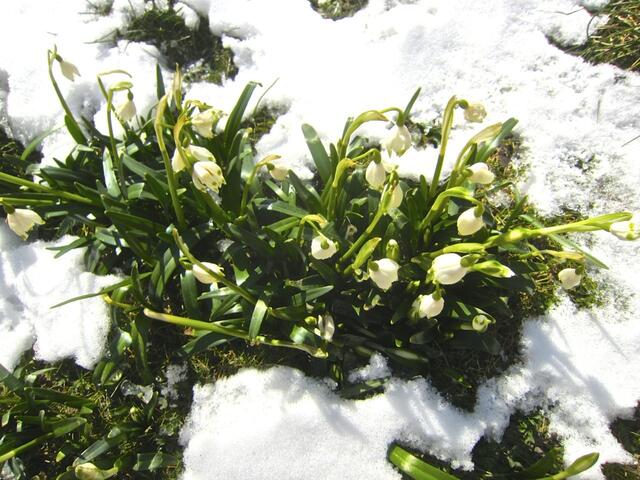 Märzenbecher im Schnee