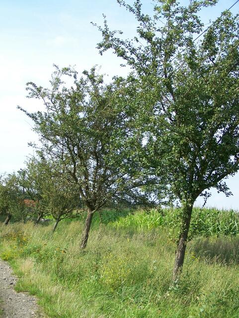 Im Detail - Wennebostel im Burgdorfer Land © OKOK TELEVISION