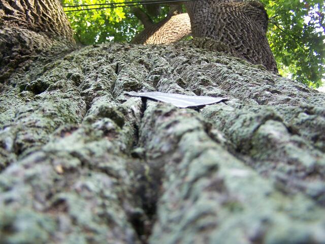 Im Detail - Wennebostel im Burgdorfer Land © OKOK TELEVISION