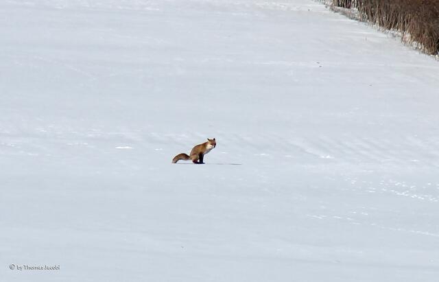 ...scheißt er auf den Winter. :-))