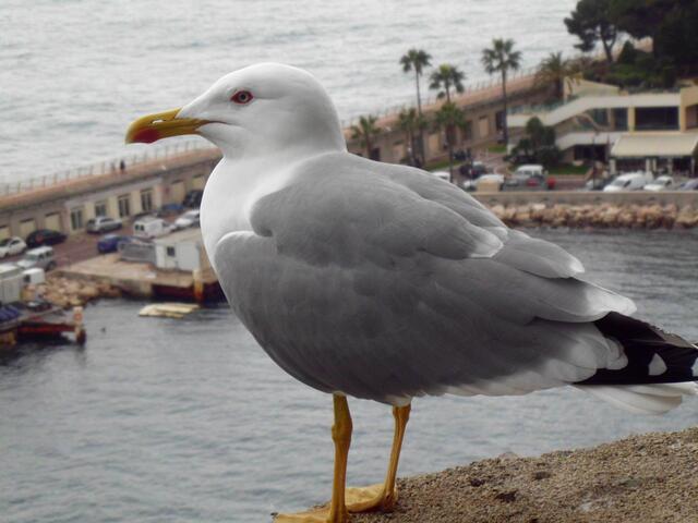 Möwe am Hafen von Nizza