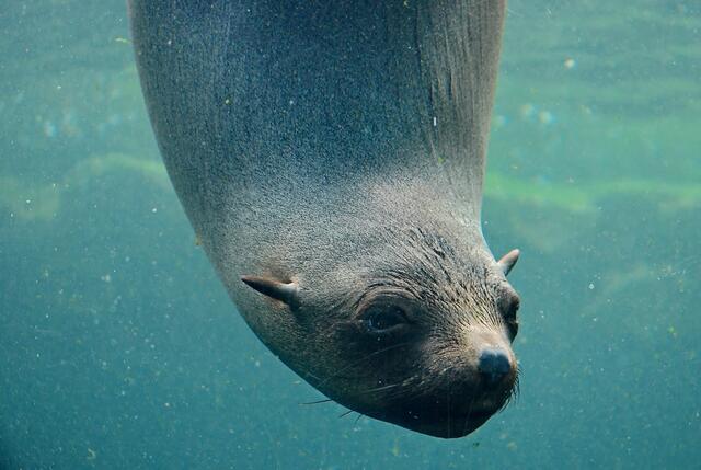 Tschüss, bis zum nächsten Mal im Zoo am Meer !!!
