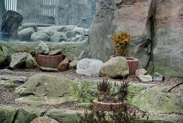 Polarfuchs