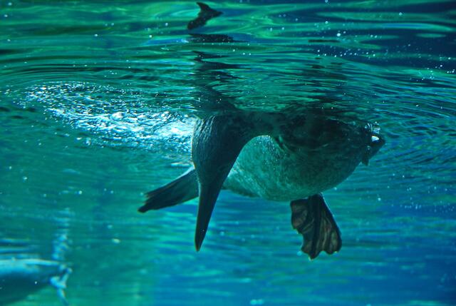 Nein, das Bild ist nicht mit einer Unterwasserkamera gemacht (schmunzel). Durch die dicken Glaswände der Aquarien kann man das Leben der Meerestiere gut beobachten, wie sie spielen und nach Futter tauchen.