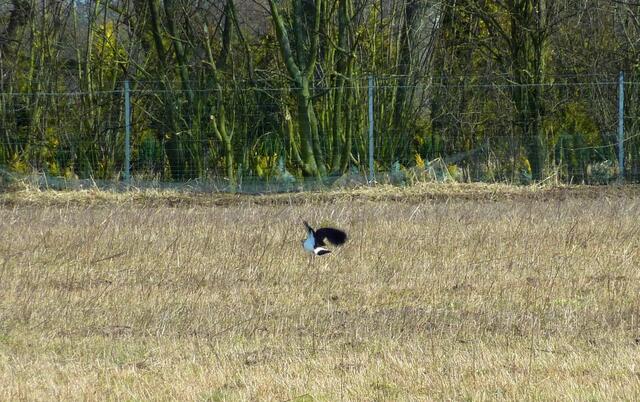 Im Flug schimmert seine Flügelunterseite in der Sonne blau.