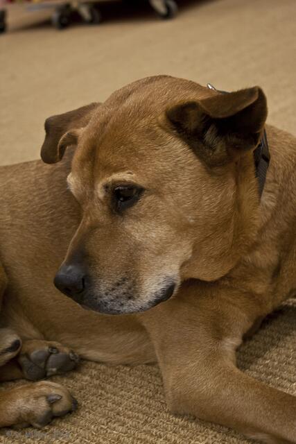 Hunde kann man hier nicht kaufen, aber diesen freundlichen älteren Herrn (13 Jahre) traf ich dort.