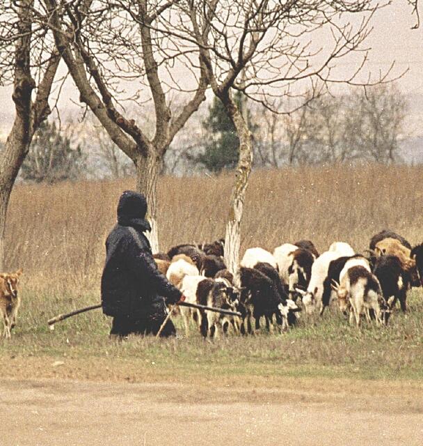 Ziegenhüter in Moldavien