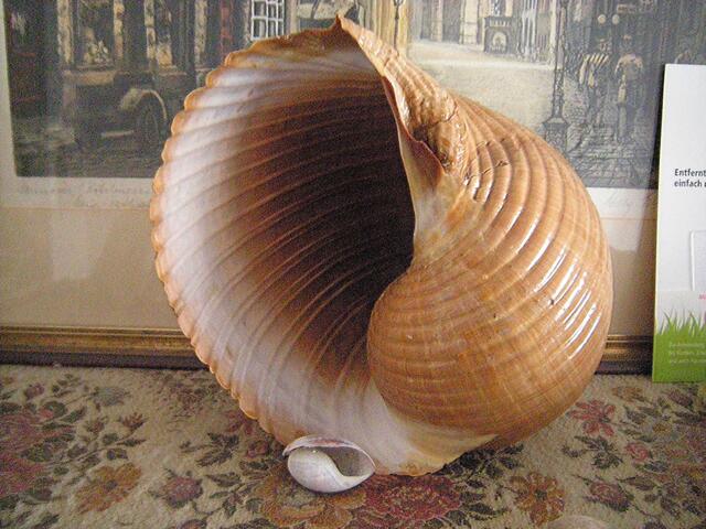 Riesige Wasserschnecke vom altem Schwammtaucher geschenkt bekommen.