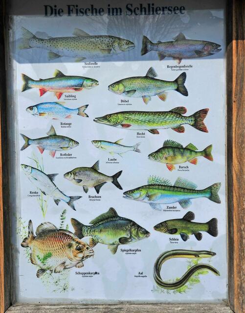 Fischvorkommen im Schliersee