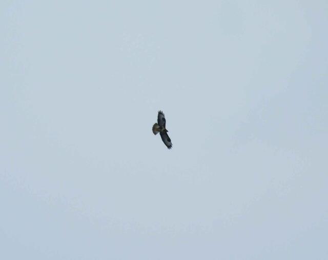 Bussard auf Mäusesuche