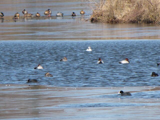 Etliche Enten und  Blässhühner drängeln sich im offenen Wasser. Und da ist die erste Überraschung: Der weiße Vogel in der Mitte ist ein Zwergsäger!