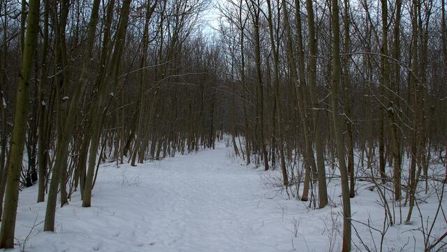 Im Wald noch Schnee wie im Winter