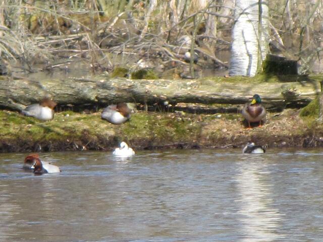 Ein Bild mit Seltenheitswert: Am Ufer zwei Gänsesäger-Weibchen und eine Stockente. Im Wasser links zwei Tafelnten, in der Mitte der Zwergsäger und rechts (vor der Stockente) das Zwergsäger-Weibchen.