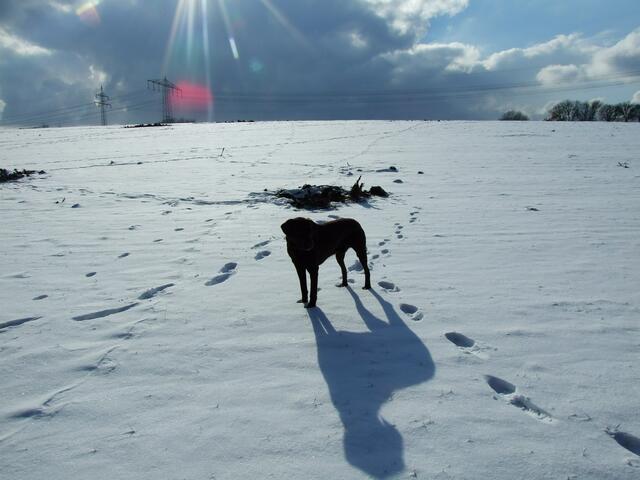 Benni und sein Schatten