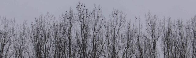 Vogelschwarm in den Baumspitzen