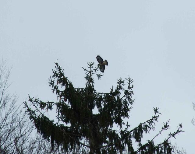 Bussard im Flug