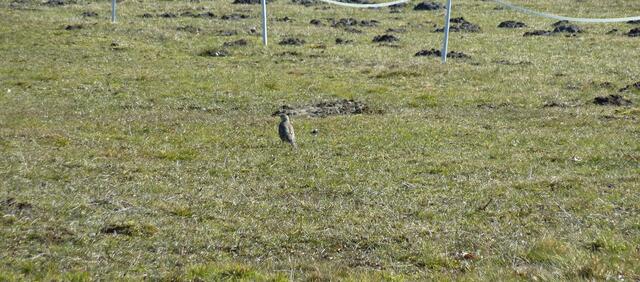 In Negenborn erwarteten mich diese Vögel. Es könnten Wacholderdrosseln sein.