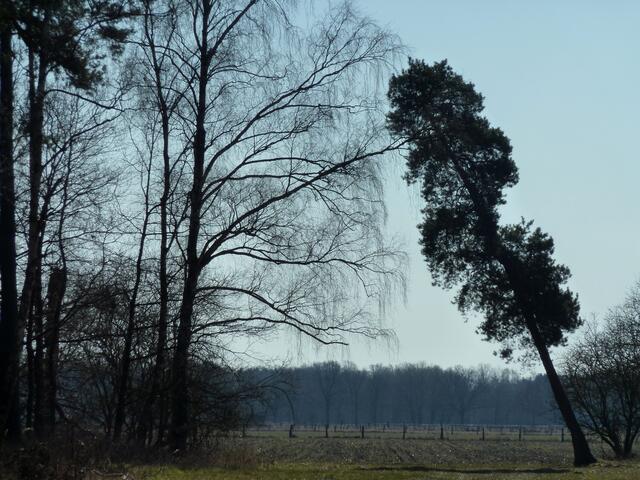 Der schiefe Baum von Negenborn. Es sieht aus, als würde er sich am benachbarten Baum abstützen. Aber er steht tatsächlich völlig frei.