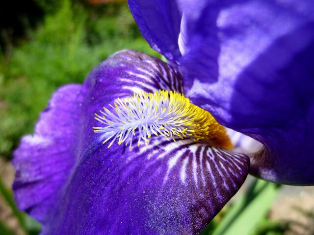 Staubgefäße der Iris