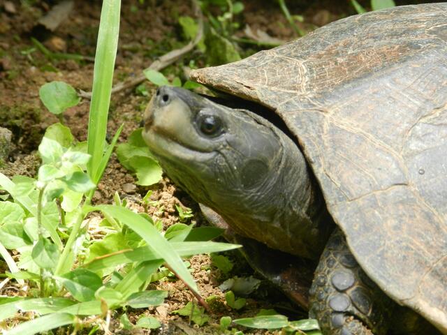 Schildkröte