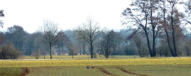 Zwei Graugänse auf einem Feld in der Nähe des Waldsees.