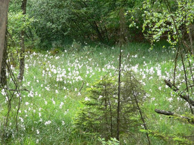 Blühendes Wollgras im Quellgebiet des Hatzbachs.