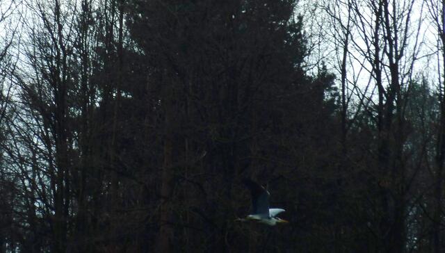 Ein Hund stört die Reiher und sie fliegen weg.