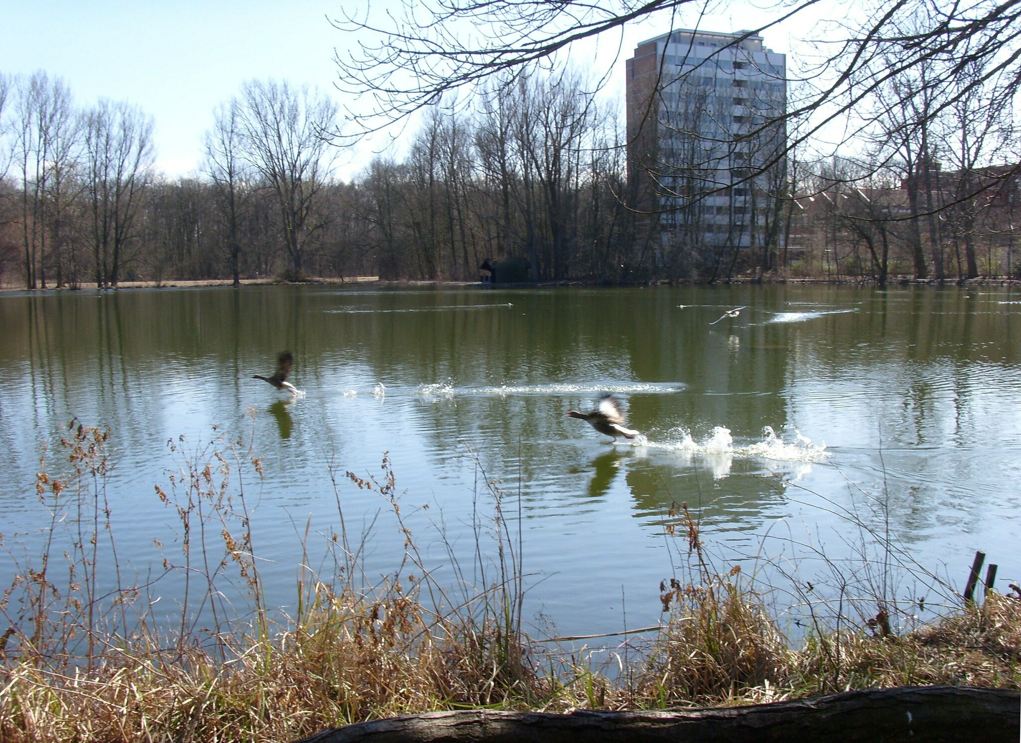 Graugänse am AnnaTeich HannoverHeideviertel