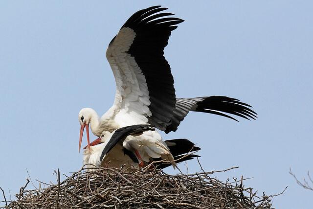 09:45:18: MEZ: °°° Ich habe ja auch einen großen Schnabel zum Klappern! °°°