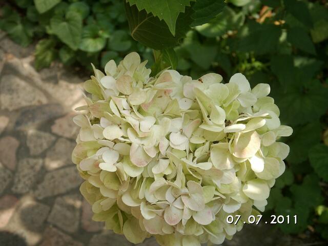 Hortensie in ihrer ganzen Schönheit