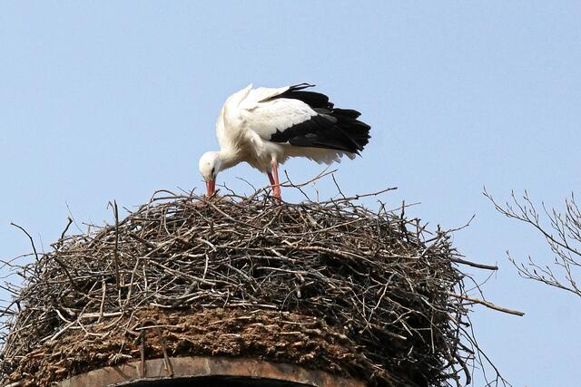 09:41:43 MEZ: "Das Nest kann immer noch viel Polsterstoff aufnehmen!"