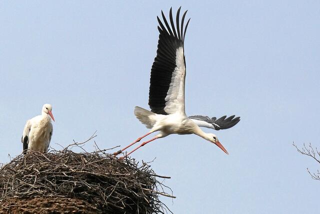 10:08:50 MEZ: "So, ich muss mal das frisch geputzte Federwerk richtig testen!"