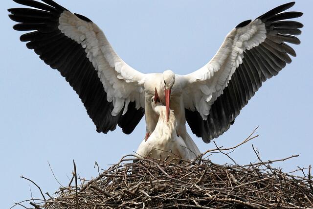 10:03:40 MEZ: "Das ist ja auch für uns beide und für die kleinen Störche. Da strenge ich mich auch gerne an!"
