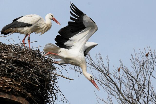 09:48:31 MEZ: "Du kannst dir ruhig mal etwas mehr Zeit lassen, Adebar"
