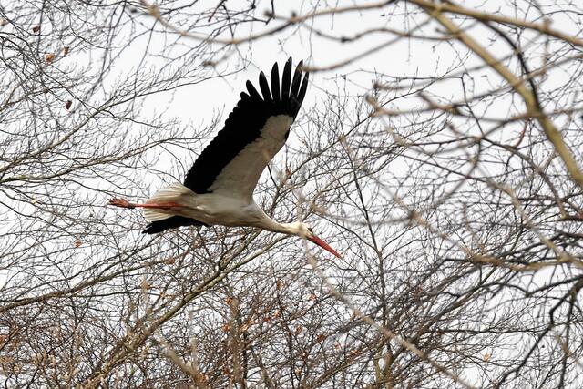 10:08:51 MEZ: "Zum Glück ist zwischen den beiden Bäumen doch immer noch eine Schneise für mich frei!"