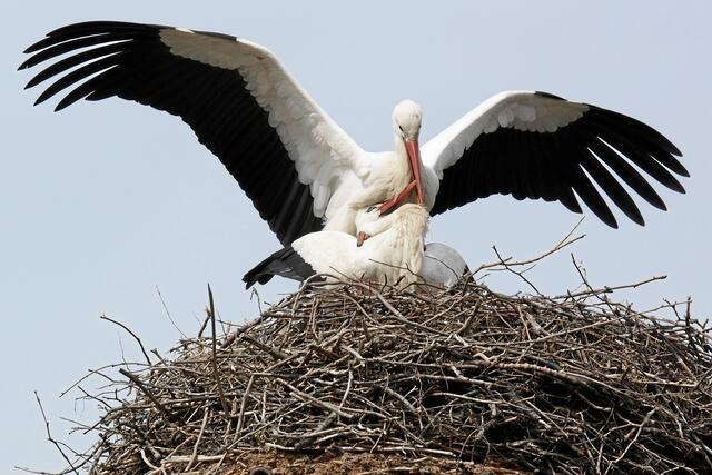 10:03:42 MEZ: "Ah ... richtig Adebar, wir machen es beide so!"
