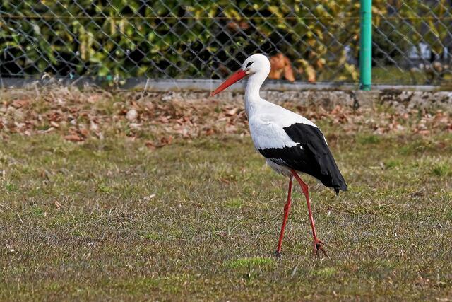 09:51:11 MEZ: Na gut, dann schau' ich mal, warum hier unsere Nachbarn, die große Schnattergans und der krächzende Hahn, so einen Krach machen. Jetzt haben sie sich aber wohl versteckt!"