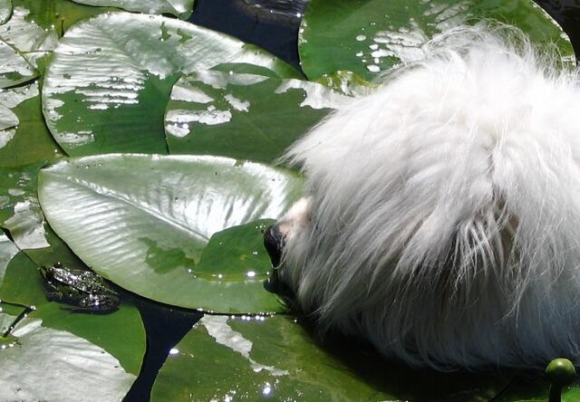 Ronja im Gartenteich mit Frosch
