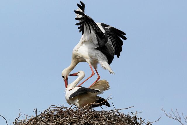 09:45:13 MEZ: °°° Klappern ist hier doch besser als reden! °°°