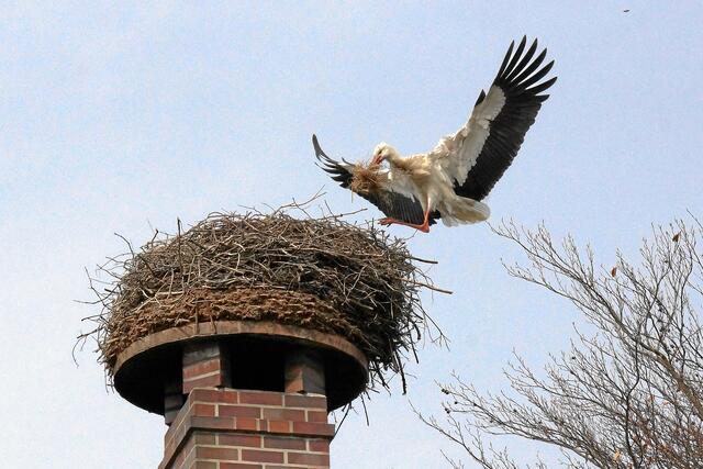 10:10:36 MEZ: "Angeblich könnte ich auch glatt kleine Babys ausfliegen, dann aber bitte nur im Körbchen am Fallschirm!"